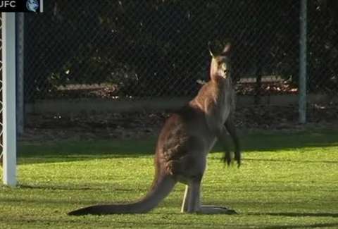 Kangaroo Soccer Logo - Kangaroo Interrupts Australian Soccer Game and Plays Goalie