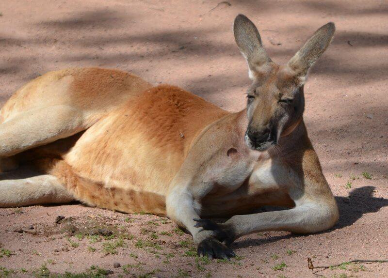 Kangaroo Soccer Logo - Kangaroos