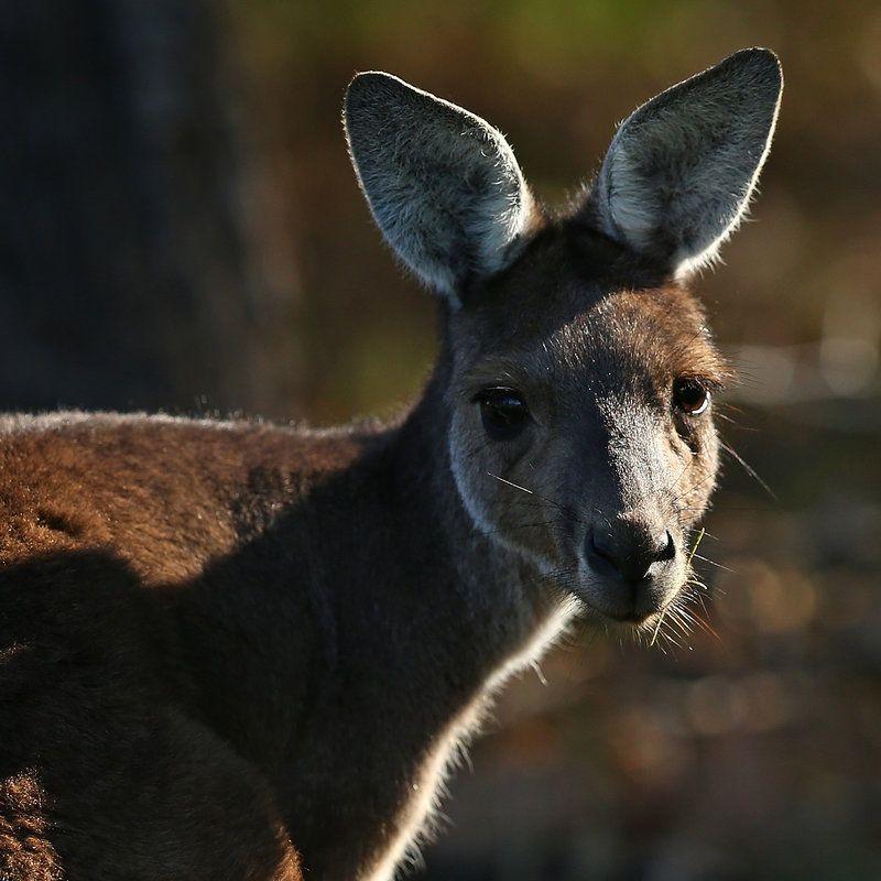 Kangaroo Soccer Logo - Kangaroo Brings Soccer Match To A Standstill : NPR