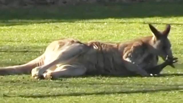 Kangaroo Soccer Logo - Kangaroo Invades Soccer Match