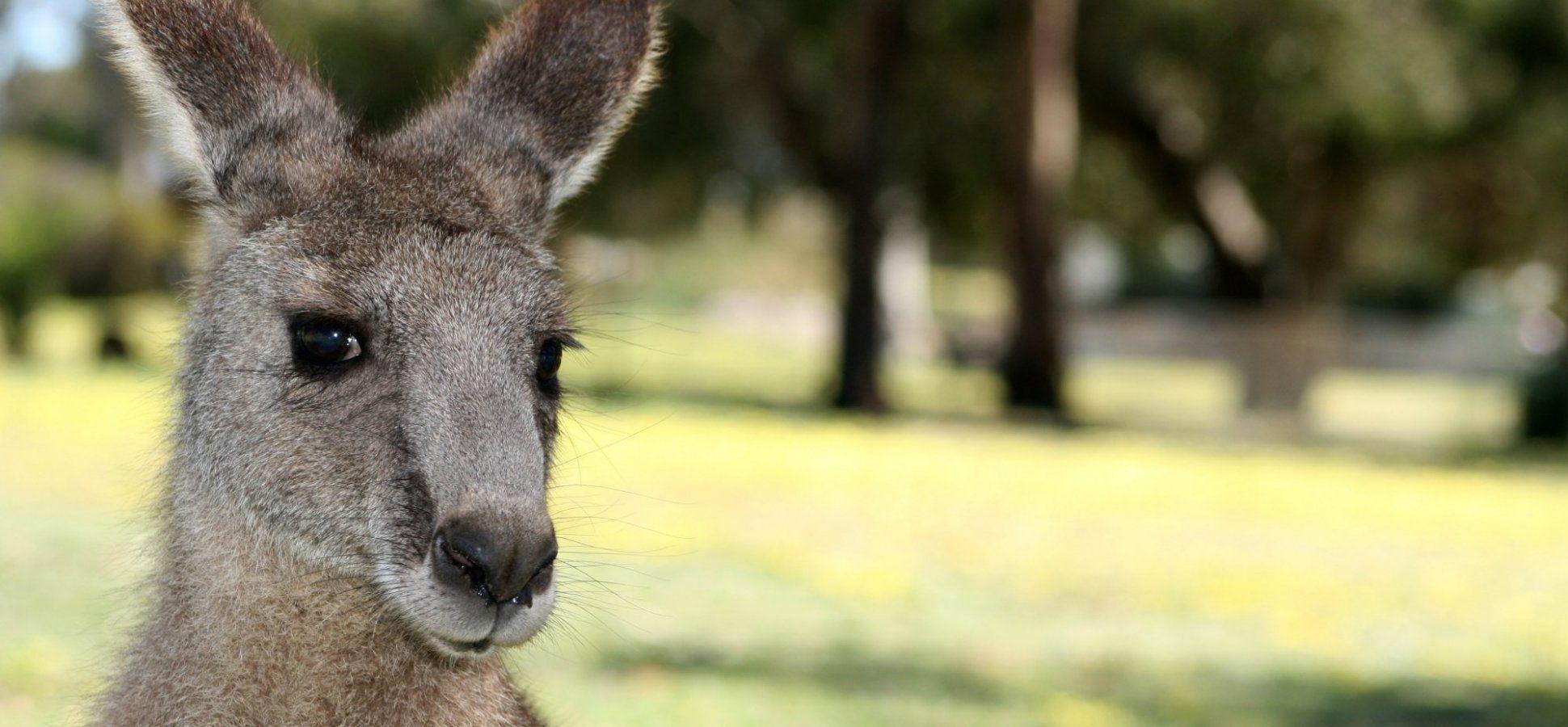 Kangaroo Soccer Logo - Watch What Happens When a Kangaroo Decides to Play Professional ...