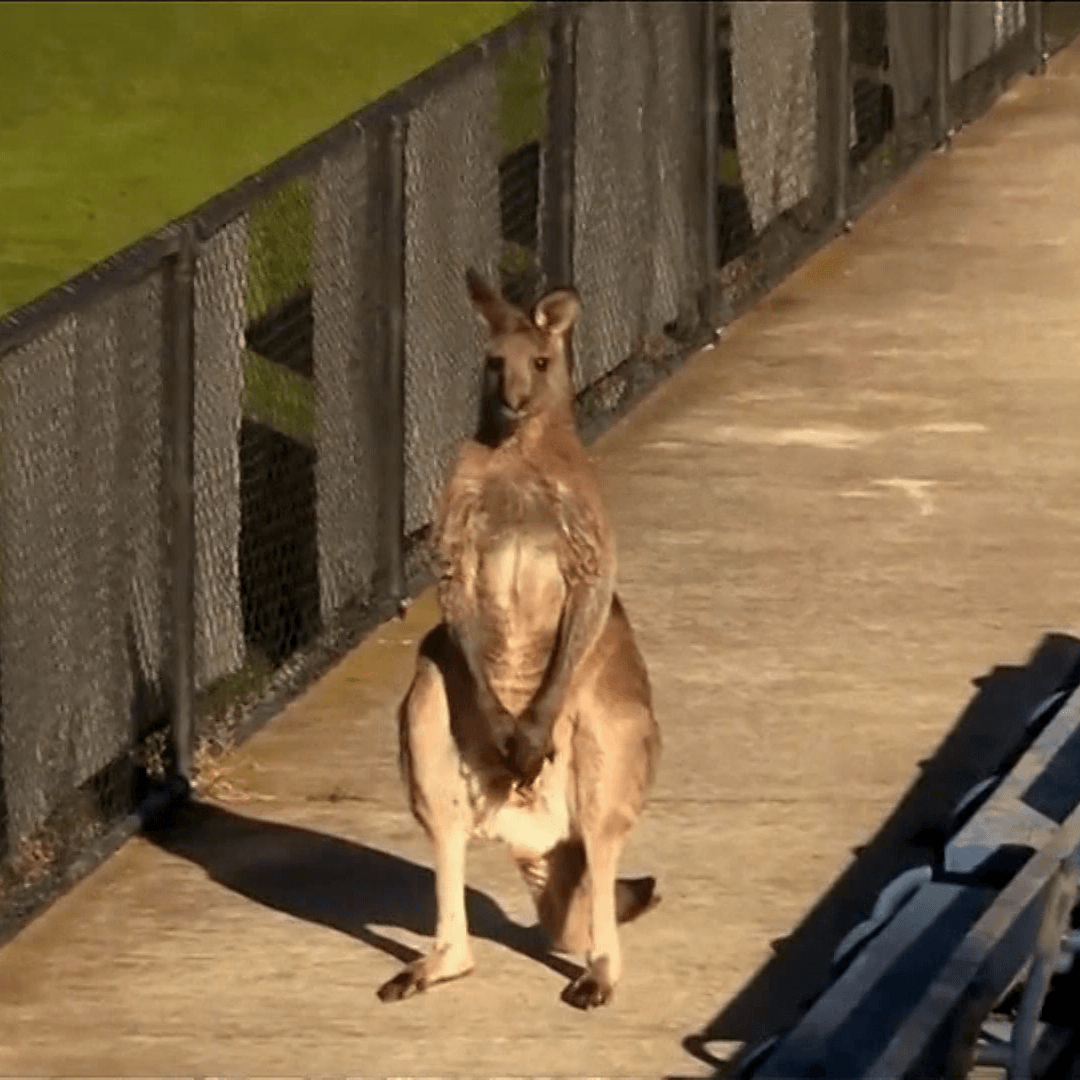 Kangaroo Soccer Logo - Kangaroo Crashes Soccer Match, Relaxes On Field – CBS Los Angeles