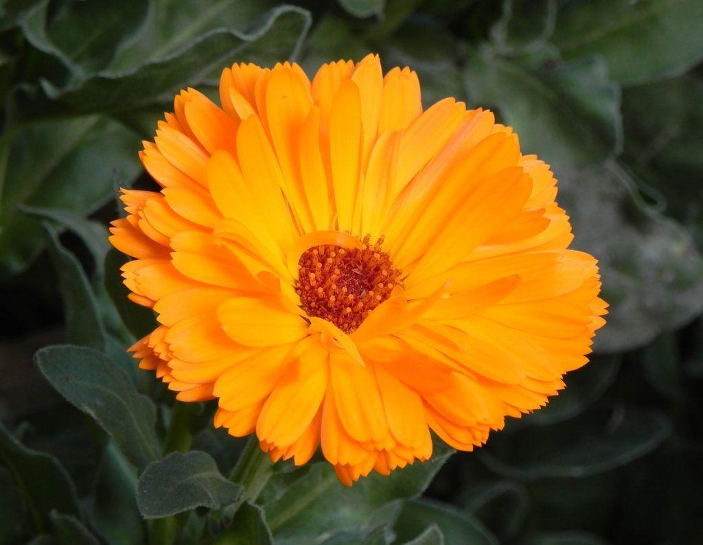 Orange and Yellow Flower Logo - 22 Types of Orange Flowers + Pictures | FlowerGlossary.com