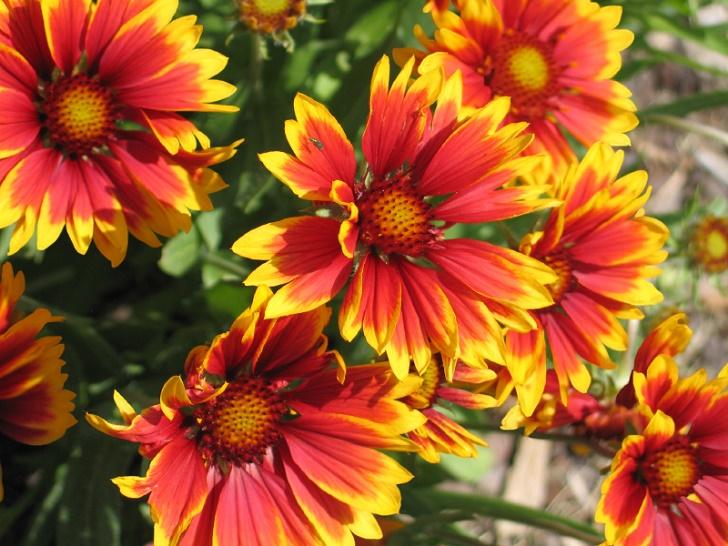 Orange and Yellow Flower Logo - 21 Plants That Bloom All Summer Long