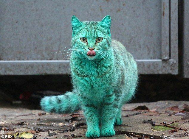 Green and Blue Cat Logo - Stray green cat turns heads after sleeping on heap of synthetic