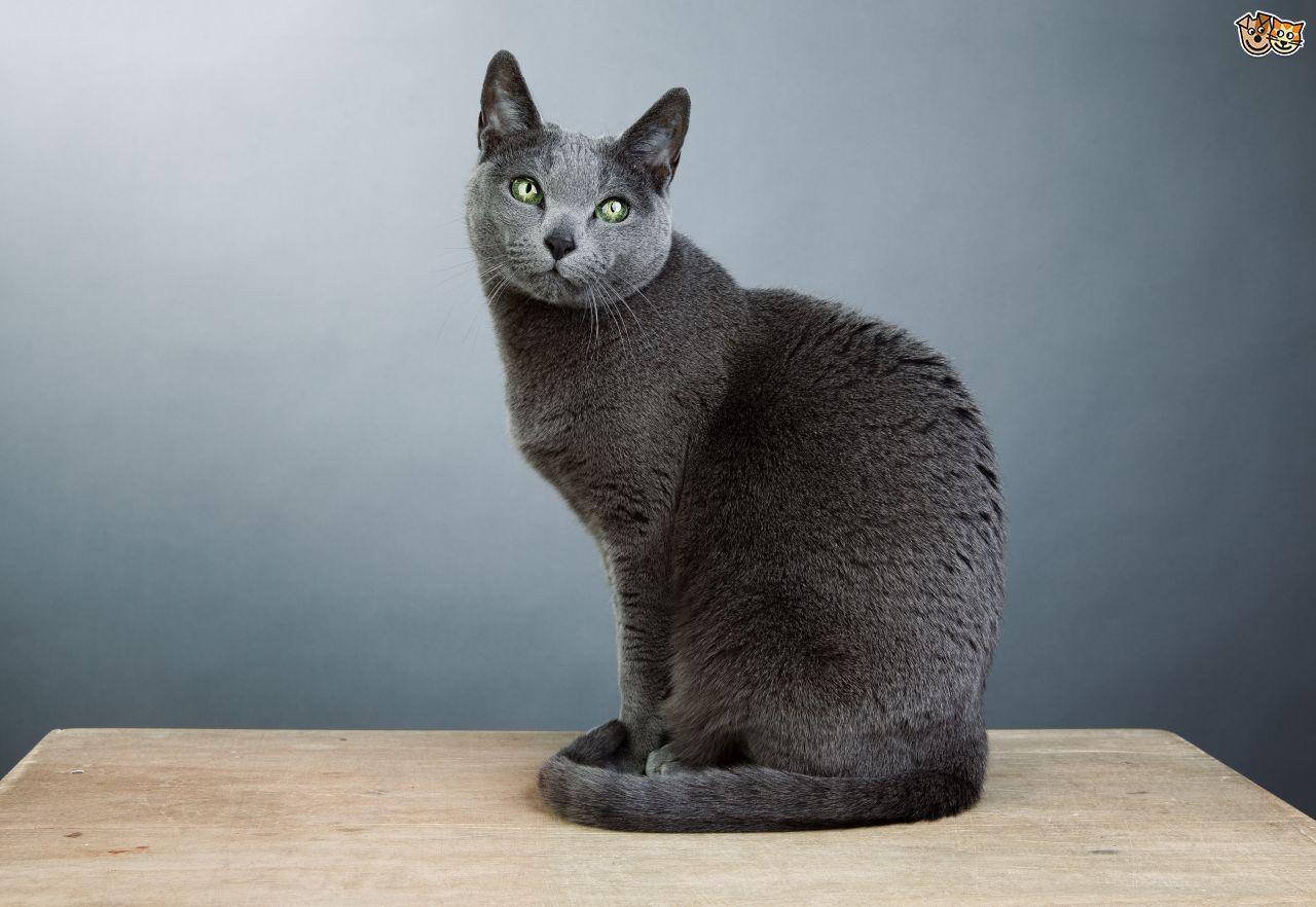Green and Blue Cat Logo - Russian Blue | Cat Breed Facts, Highlights & Advice | Pets4Homes