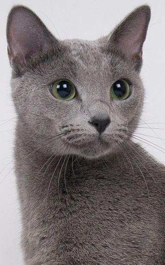 Green and Blue Cat Logo - Facts About American Bobtail Cats You Have To Know. feline