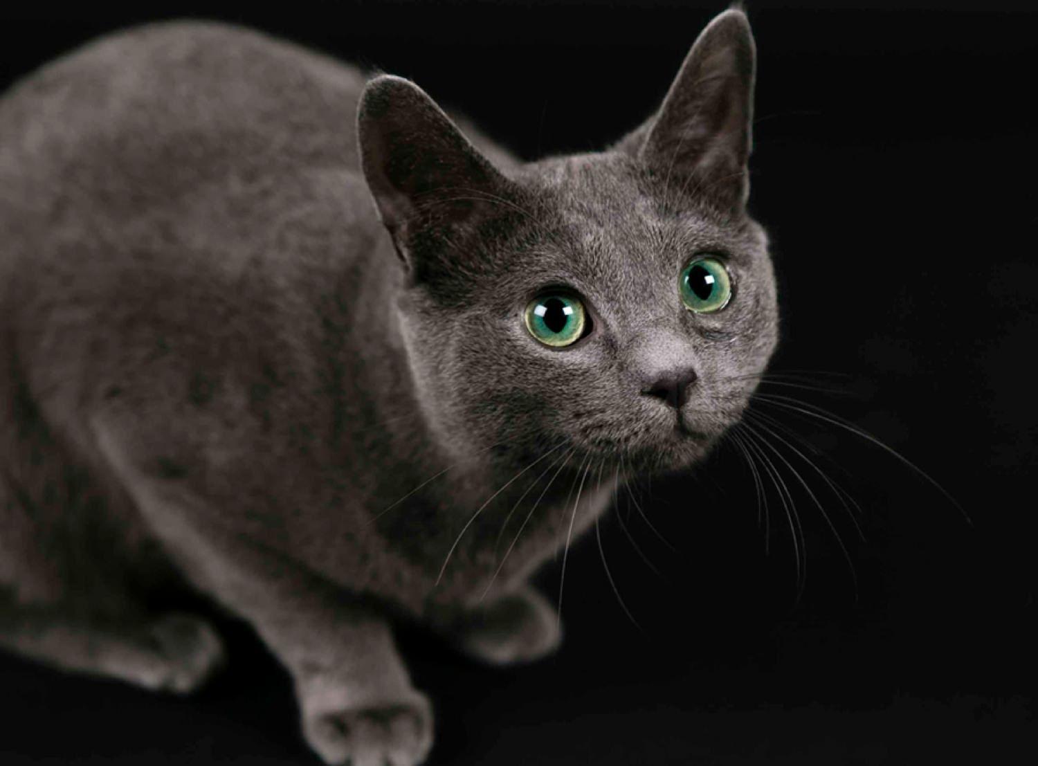 Green and Blue Cat Logo - Studio Shot Of Russian Blue Cat With Piercing Green Eyes