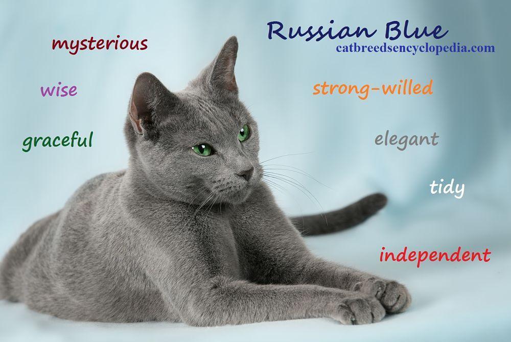 Green and Blue Cat Logo - The Russian Blue Cat - Cat Breeds Encyclopedia