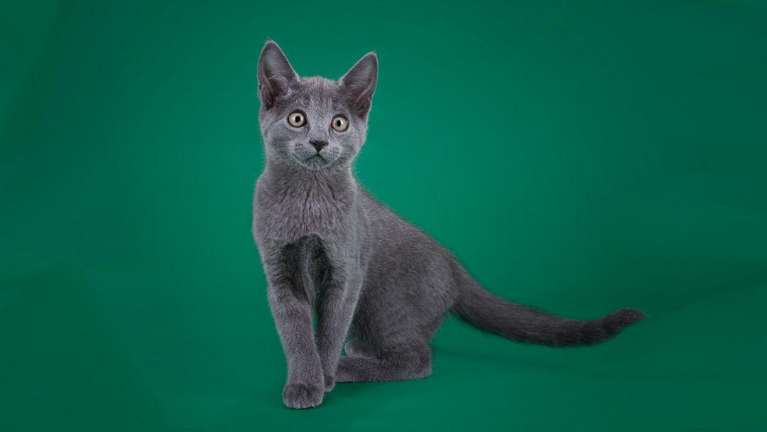 Green and Blue Cat Logo - Russian Blue - The Archangel of Cats