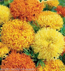 Orange and Yellow Flower Logo - GIANT RUSSIAN MARIGOLD SEEDS CHRYSANTHEMUM SHAPE ORANGE LEMON YELLOW ...