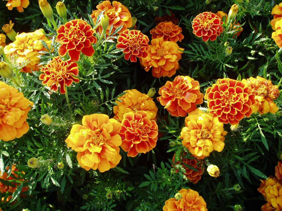 Orange and Yellow Flower Logo - Top Orange Annual Flowers for Your Garden | HGTV