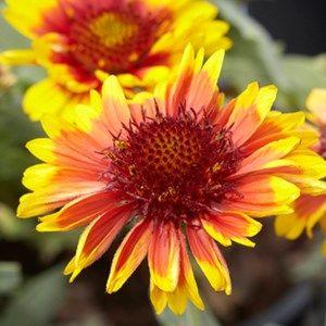 Orange and Yellow Flower Logo - Flowers for Florida® | Costa Farms