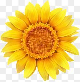 Orange and Yellow Flower Logo - Yellow Flowers Png, Vectors, PSD, and Clipart for Free Download ...
