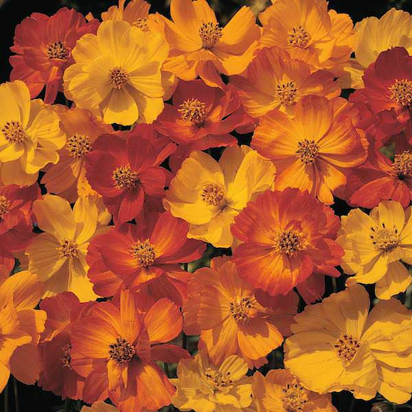 Orange and Yellow Flower Logo - Cosmos Seeds: 43 Top Cosmos - Annual Flower Seeds