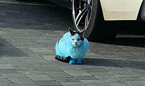Green and Blue Cat Logo - Cats, dogs and rabbits turn BLUE after fire in ink cartridge