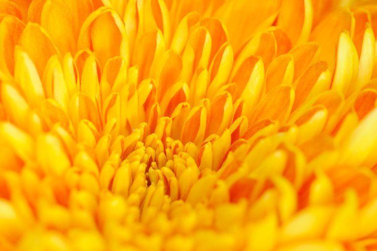Orange and Yellow Flower Logo - Color Psychology of Yellow and Its Impact on Mood