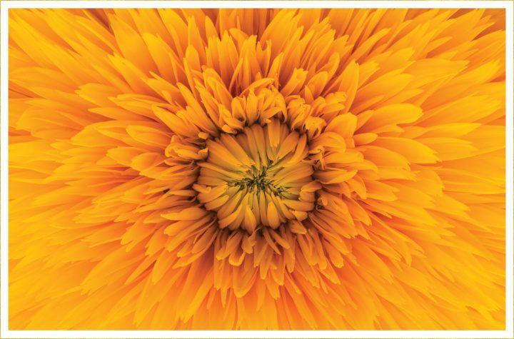 Orange and Yellow Flower Logo - 30 Types of Yellow Flowers - FTD.com