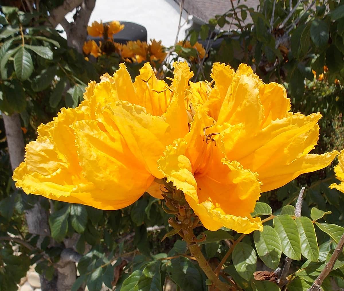 Orange and Yellow Flower Logo - African Tulip Tree – Santa Barbara Beautiful