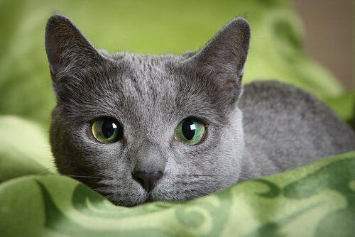 Green and Blue Cat Logo - Get to know the Russian blue cat