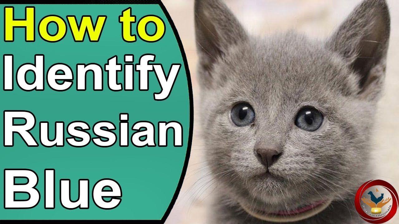 Green and Blue Cat Logo - How to Identify a Russian Blue Cat Breeders | Things to Know About ...