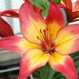 Orange and Yellow Flower Logo - Lilies from Growing Colors