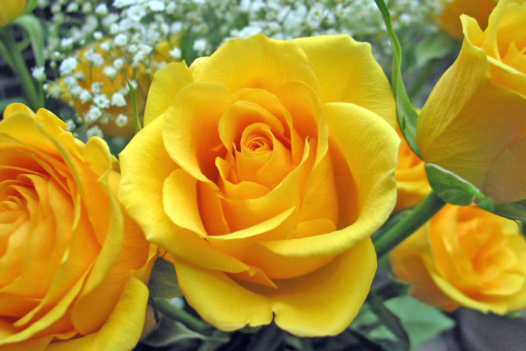Orange and Yellow Flower Logo - Rose Flower Meanings by their Color, Variety and Numbers