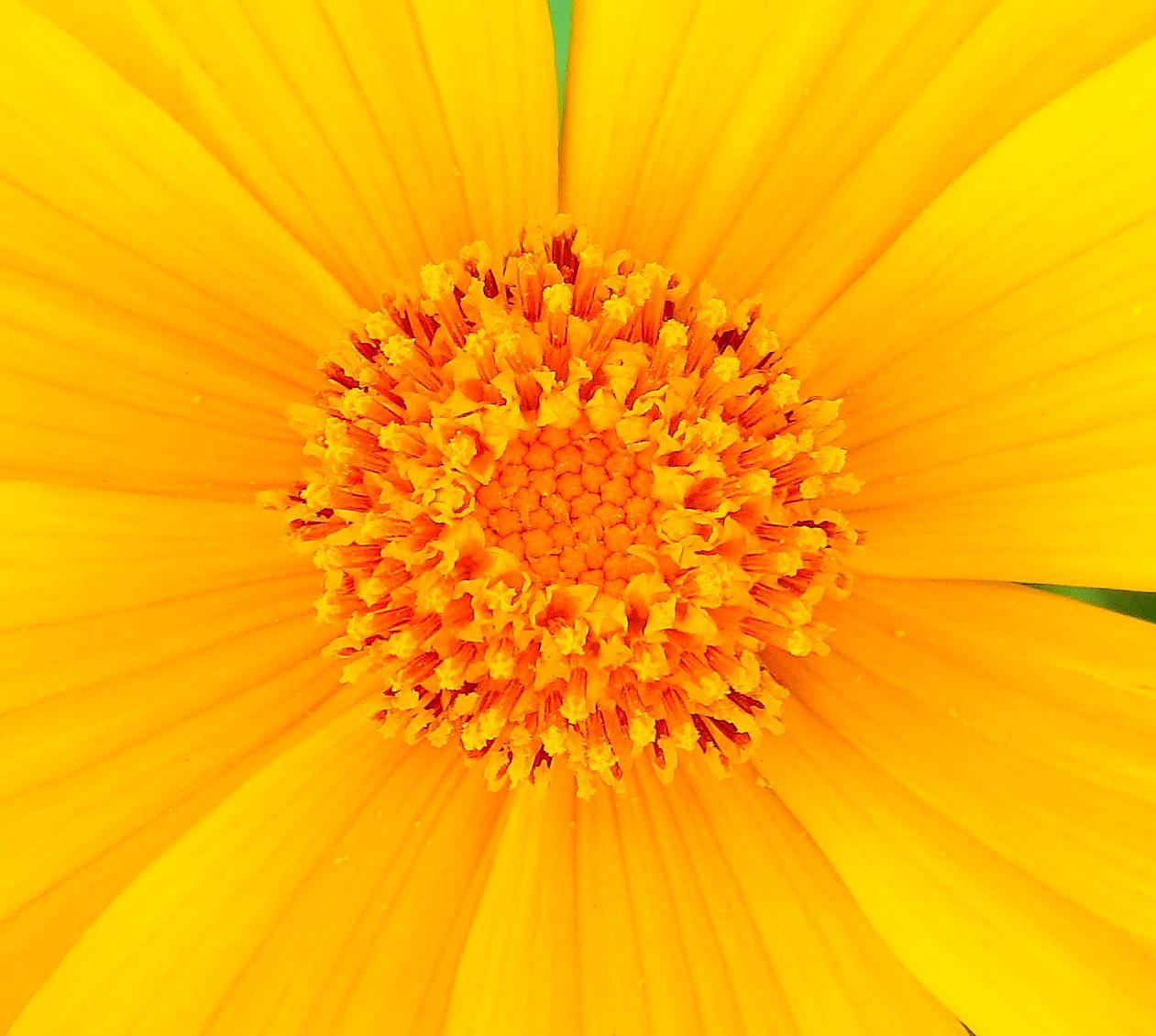 Orange and Yellow Flower Logo - Free Stock Photo 12059 yellow flower close up | freeimageslive