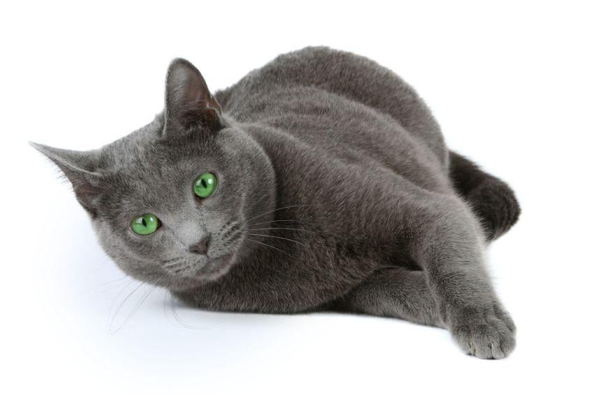 Green and Blue Cat Logo - Russian Blue Cat Green Eyes laying down – Upper Ruxley Cattery
