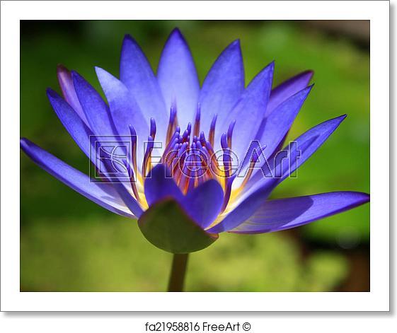 Purple Lotus Flower Logo - Free art print of A purple Lotus flower | FreeArt | fa21958816