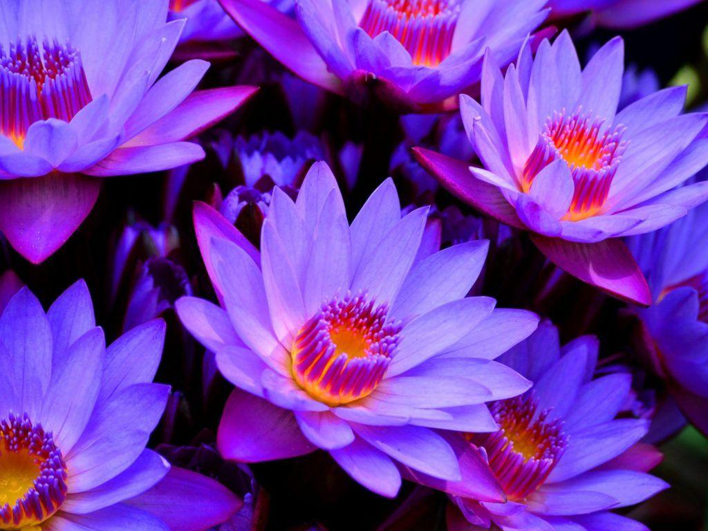 Purple Lotus Flower Logo - Purple Lotus Flower Wallpaper | PNG Transparent best stock photos