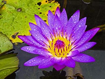 Purple Lotus Flower Logo - 5 PURPLE LOTUS Water Lily Pad Nymphaea Sp Pond Flower Seeds by Smile ...