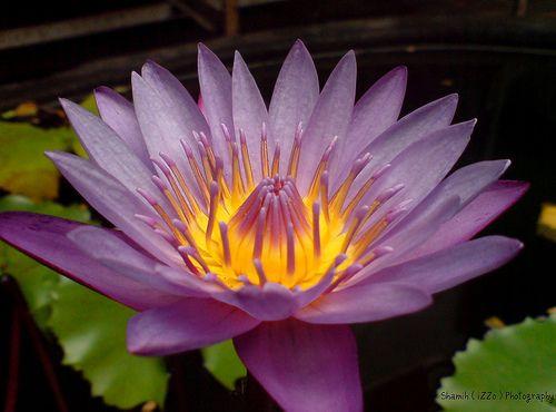 Purple Lotus Flower Logo - What is the Meaning of a Purple Lotus Blossom?