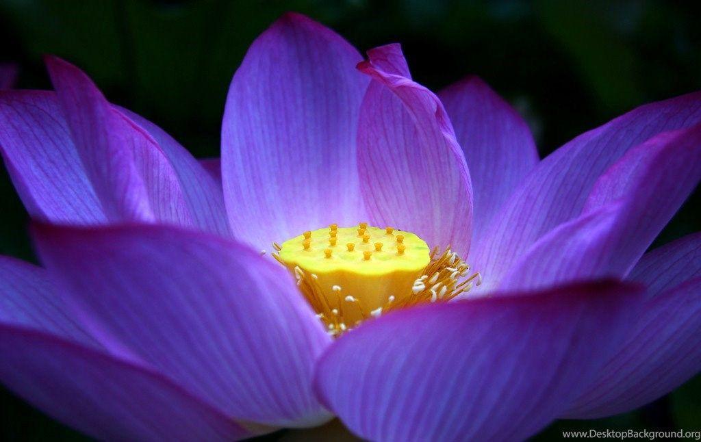 Purple Lotus Flower Logo - Purple Lotus Flower Wallpaper Lotus Flower Picture & Image