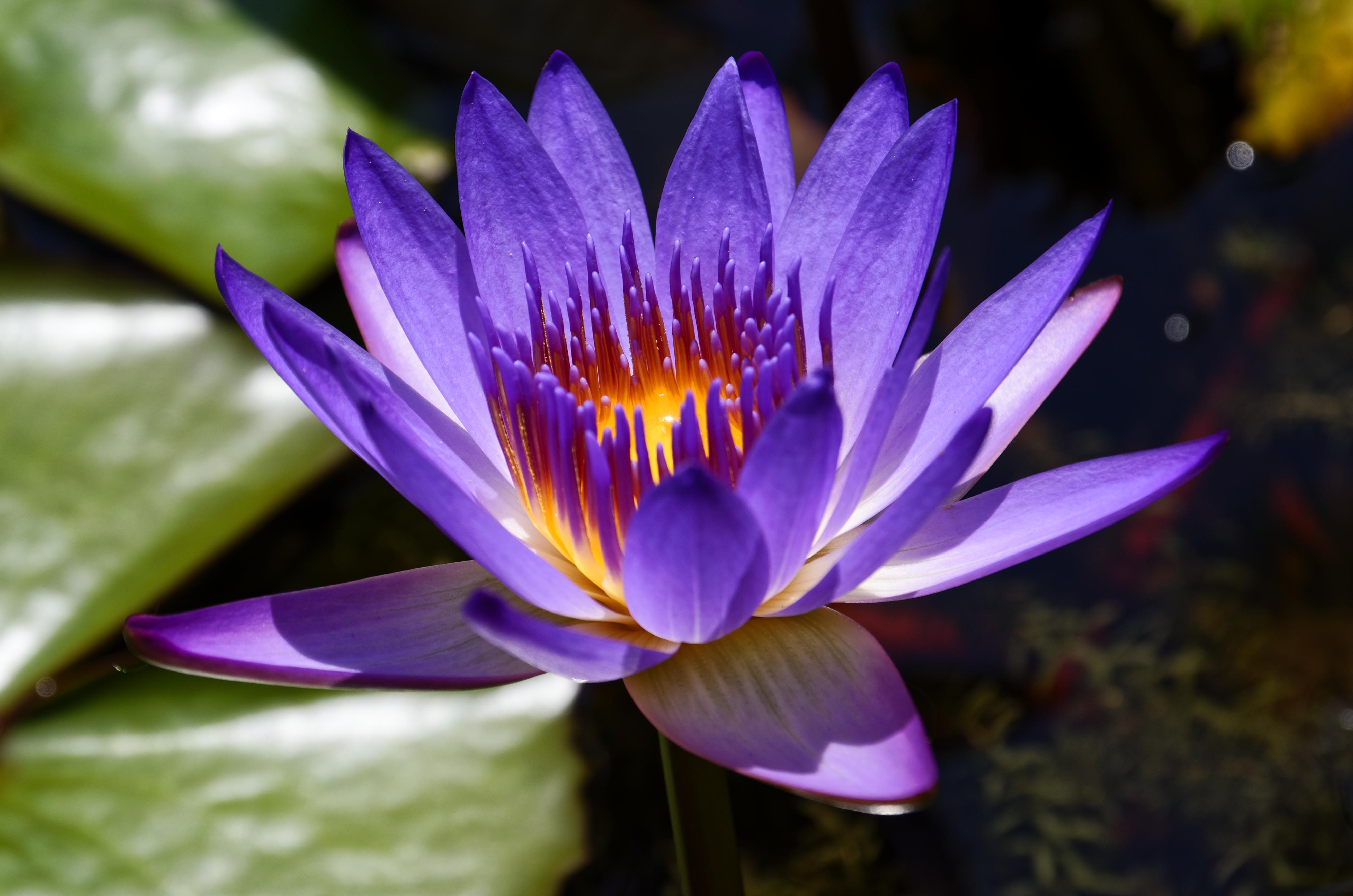 Purple Lotus Flower Logo - Purple Lotus Flower (Nelumbo nucifera). [4013 x 2658][OC]