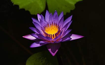 Purple Lotus Flower Logo - Amazon.com : 10 Purple Color Lotus Flower Seeds, Fresh Purple Color