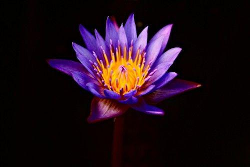 Purple Lotus Flower Logo - purple lotus flower