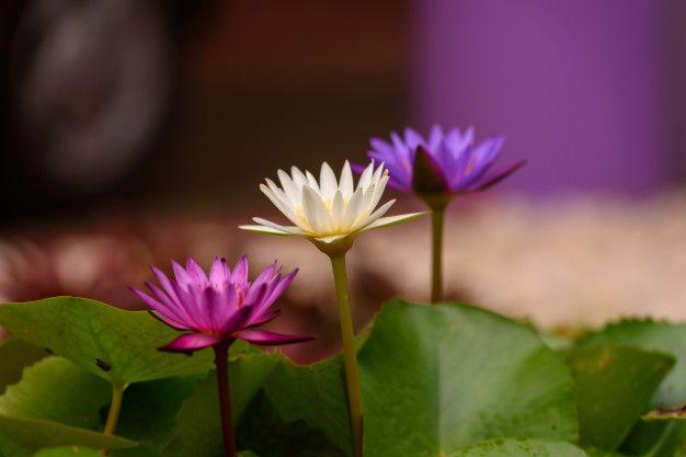Purple Lotus Flower Logo - Perspective of three purple lotus flowers with their broad floating ...