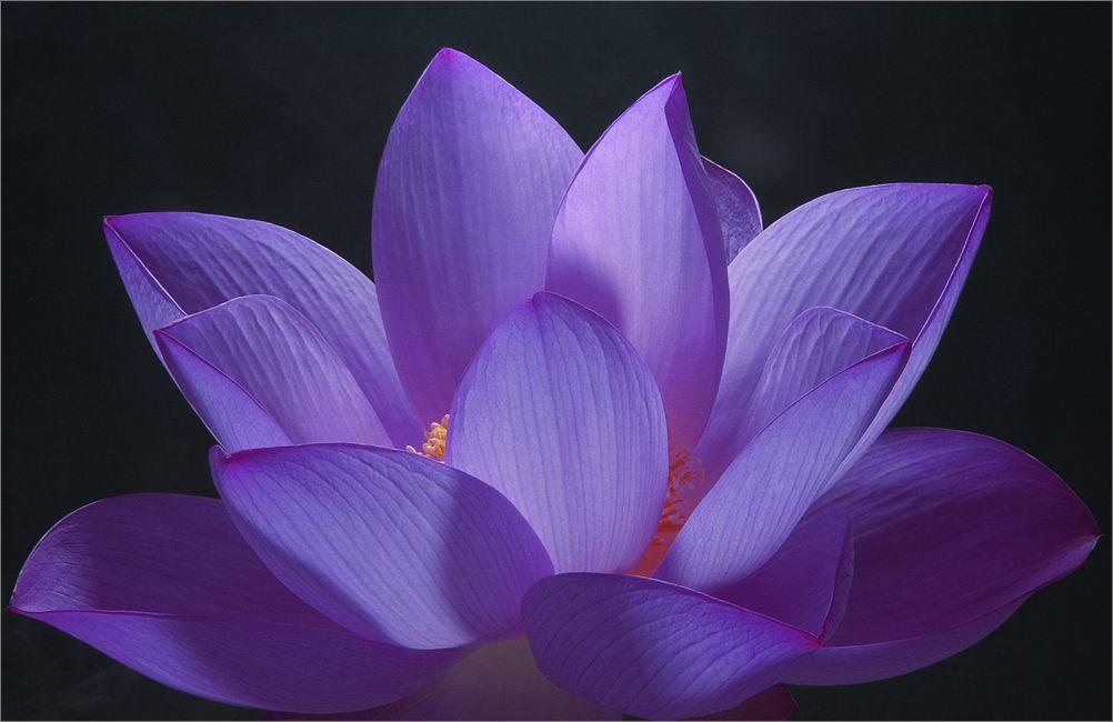 Purple Lotus Flower Logo - Purple Lotus Flower - Flower HD Wallpapers, Images, PIctures ...