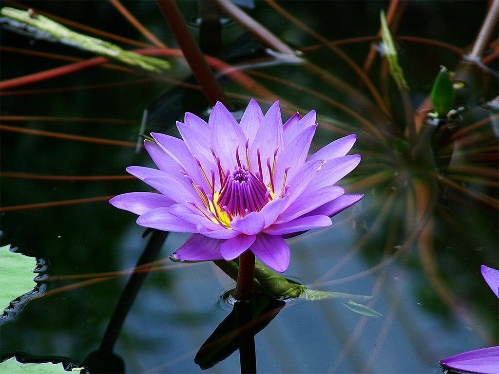 Purple Lotus Flower Logo - Purple Lotus Flower Wallpapers High Quality Resolution | Lotuses ...