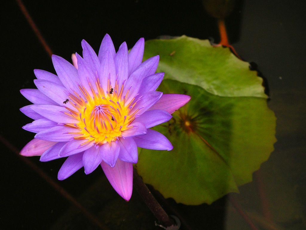 Purple Lotus Flower Logo - Indonesia - a purple lotus flower