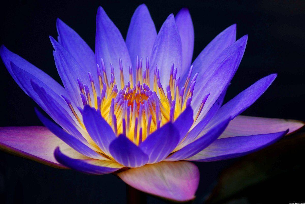 Purple Lotus Flower Logo - Purple Lotus Flower Wallpaper - HD