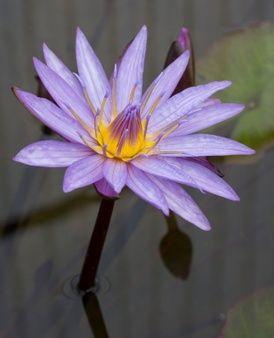 Purple Lotus Flower Logo - Purple Lotus Vectors, Photos and PSD files | Free Download