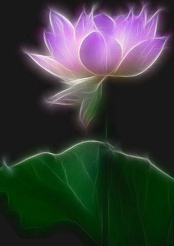 Purple Lotus Flower Logo - Flower Purple lotus | Purple flower lotus | Bahman Farzad | Flickr