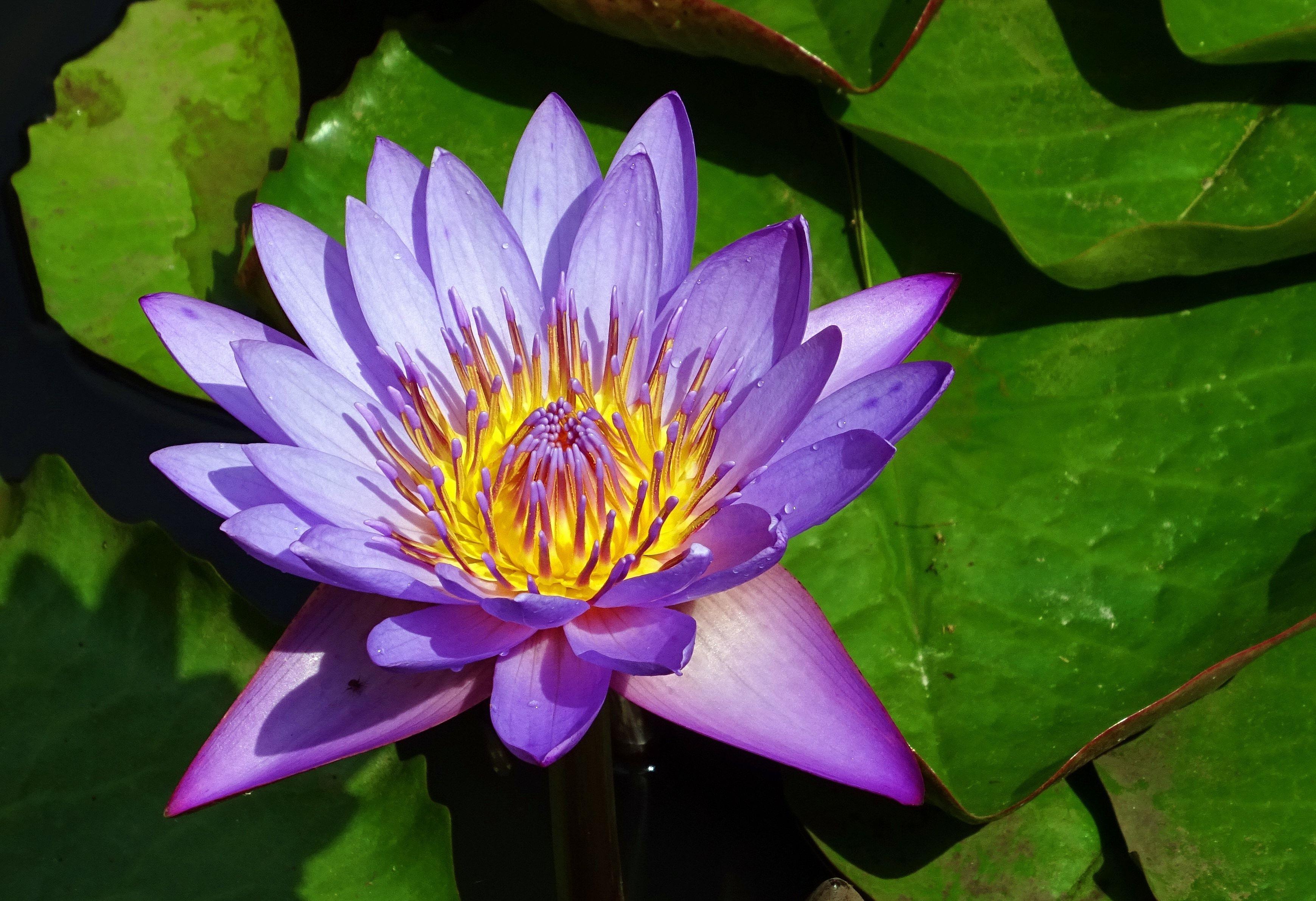 Purple Lotus Flower Logo - purple lotus flower free image