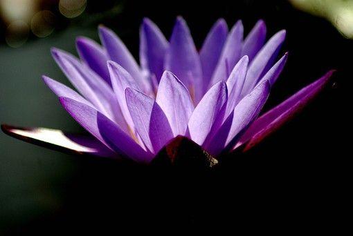 Purple Lotus Flower Logo - Purple Lotus Flower HD Wallpaper, Image, PIctures
