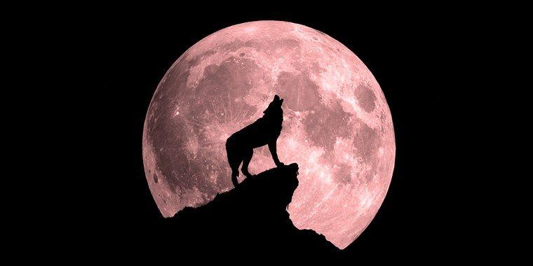 Black Wolf Red Moon Logo - Super blood wolf moon' is coming: How to watch this weekend's rare