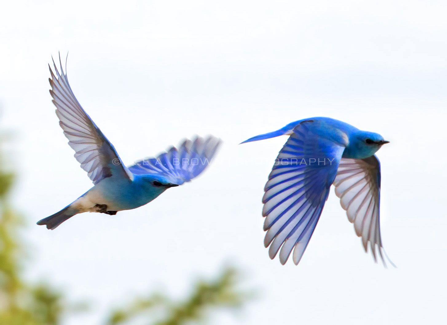 Two Blue Bird Logo - Bird Photography: Helping Bluebirds Nest A. Brown Photography