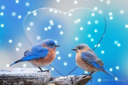 Two Blue Bird Logo - Two bluebirds. & Animals Background Wallpaper on Desktop