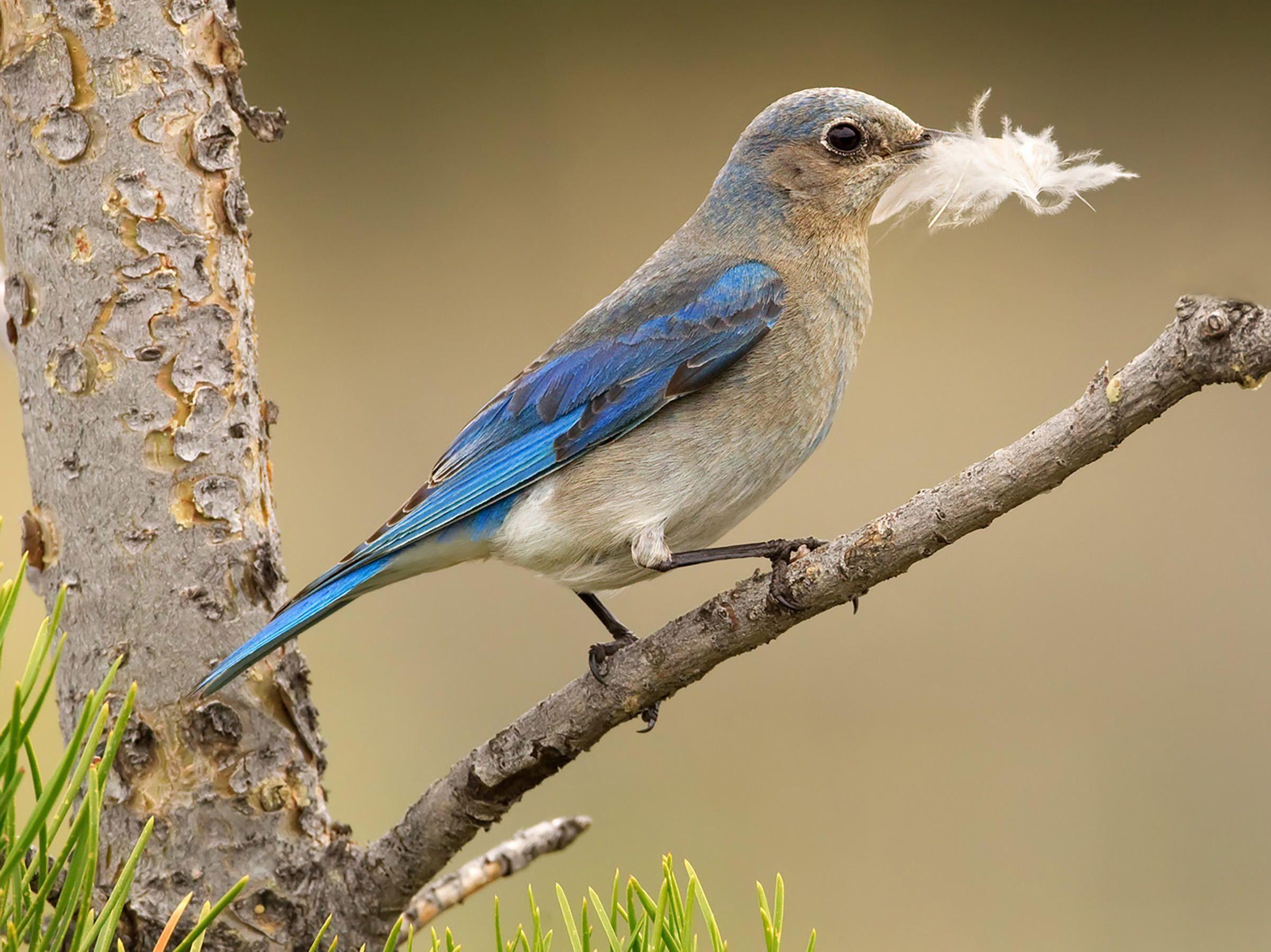 Two Blue Bird Logo - Mountain Bluebird. Audubon Field Guide